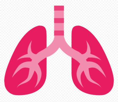 Polyhydroxylated C60 fullerene (fullerenol) attenuates neutrophilic lung inflammation in mice