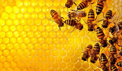 Effect of fullerenol nanoparticles on oxidative stress induced by paraquat in honey bees