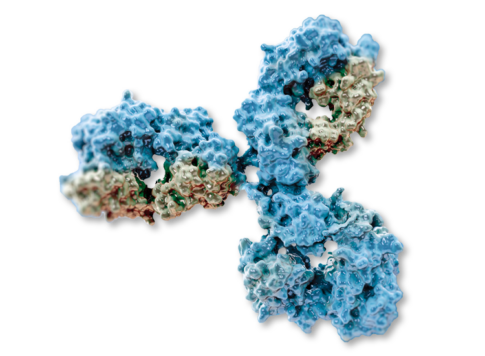 Production of monoclonal antibodies against fullerene C60 and development of a fullerene enzyme immunoassay