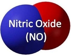 The structural studies of fullerenol C60(OH)24 and nitric oxide mixture in water solvent – MD simulation